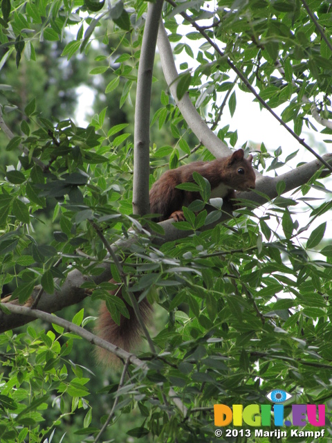 SX27571 Red squirrel in campign Le Stade, Argeles-sur-Mer